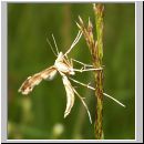 Platyptila gonodactyla - Federmotte 02.jpg